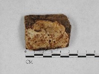 藏品(膠孔菌屬)的圖片