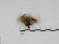 藏品(韌革菌屬)的圖片