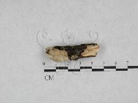 藏品(韌革菌屬)的圖片