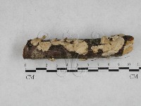 藏品(韌革菌屬)的圖片