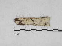 藏品(絲皮菌屬)的圖片