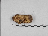 藏品(寡孔菌屬)的圖片