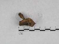 藏品(乳菇屬)的圖片