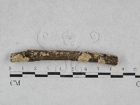 藏品(齒耳菌屬)的圖片