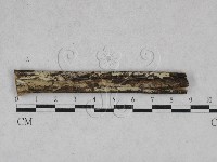 藏品(絲齒菌屬)的圖片