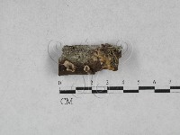 藏品(韌革菌屬)的圖片