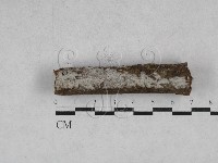 藏品(冇骨消絲齒菌)的圖片