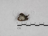 藏品(銳岩菌屬)的圖片