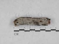 藏品(絲齒菌屬)的圖片