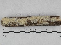 藏品(絲齒菌屬)的圖片