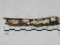 藏品(齒耳菌屬)的圖片