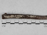 藏品(刺皮菌屬)的圖片