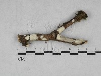 藏品(顯絲菌屬)的圖片