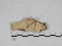 藏品(容氏菌屬)的圖片