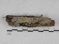 藏品(絲皮菌屬)的圖片