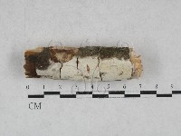 藏品(絲皮菌屬)的圖片