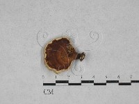 藏品(小孔菌屬)的圖片