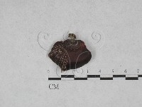 藏品(相鄰小孔菌)的圖片