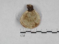 藏品(靈芝屬)的圖片