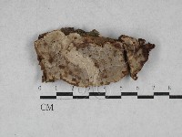 藏品(木層孔菌屬)的圖片