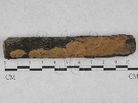 藏品(刺革菌屬)的圖片