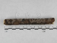 藏品(刺革菌屬)的圖片