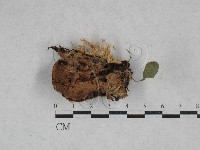 藏品(容氏菌屬)的圖片