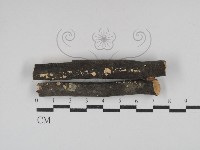 藏品(韌革菌屬)的圖片