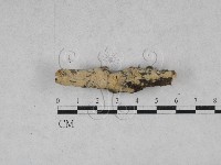 藏品(絲齒菌屬)的圖片