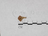 藏品(多孔菌屬)的圖片