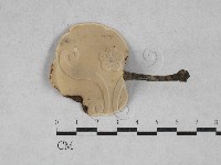 藏品(相鄰小孔菌)的圖片