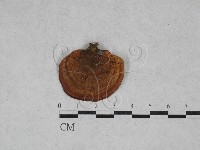 藏品(相鄰小孔菌)的圖片