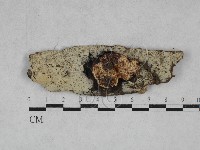 藏品(寡孔菌屬)的圖片