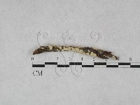 藏品(栓菌屬)的圖片