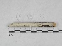 藏品(絲齒菌屬)的圖片