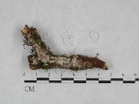 藏品(絲齒菌屬)的圖片