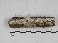 藏品(絲齒菌屬)的圖片