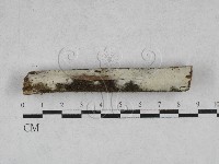 藏品(絲齒菌屬)的圖片