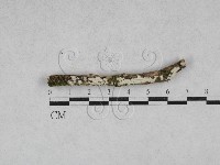 藏品(絲齒菌屬)的圖片