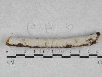 藏品(射脈菌屬)的圖片