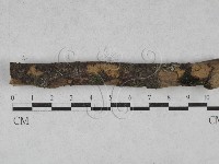 藏品(刺革菌屬)的圖片