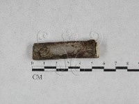 藏品(筍殼菌屬)的圖片