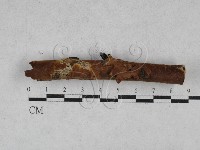 藏品(刺革菌屬)的圖片