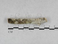 藏品(剛毛絲皮菌)的圖片