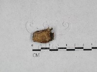 藏品(韌革菌屬)的圖片