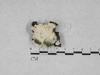 藏品(寡孔菌屬)的圖片