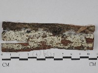 藏品(傑克菌屬)的圖片