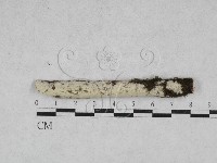 藏品(絲皮菌屬)的圖片