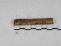 藏品(刺革菌屬)的圖片