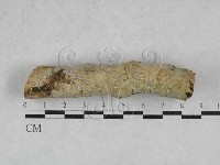 藏品(絲齒菌屬)的圖片